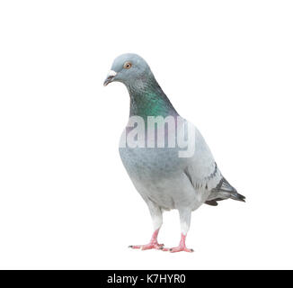 Corps complet de vérifier pigeon voyageur couleur modèle show et corps blanc isolé d'aile Banque D'Images