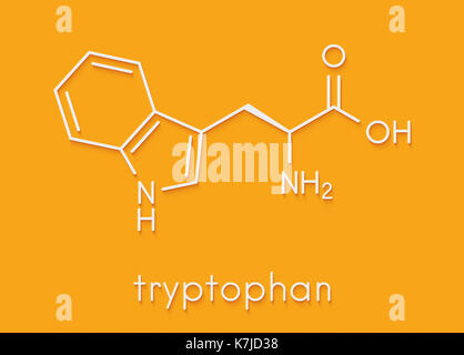 L-tryptophane le tryptophane (Trp), w, acide aminé molécule. formule topologique. Banque D'Images