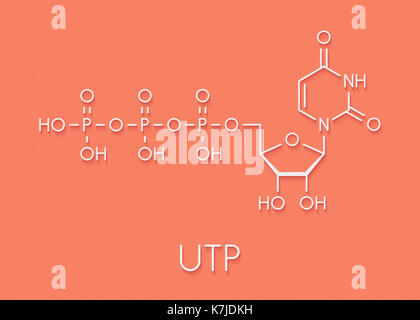 L'uridine triphosphate (UTP) molécule de nucléotides de l'arn. d. formule topologique. Banque D'Images