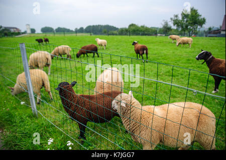 Moutons sur l'herbe Banque D'Images