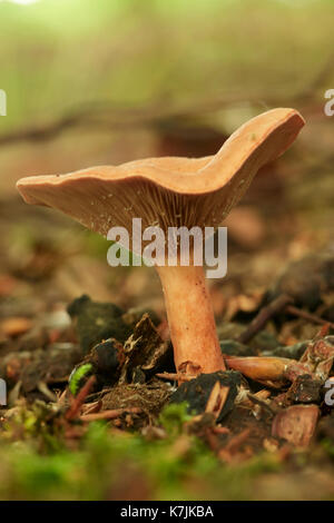 Fausse girolle, hygrophoropsis aurantiaca, caduques, West Lothian, Scotland, UK Banque D'Images