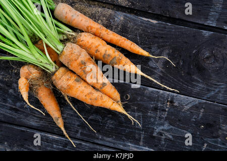 Bouquet de carottes fraîchement récolté sur de rustique en bois sombre au-dessus. l'espace pour le texte. Banque D'Images