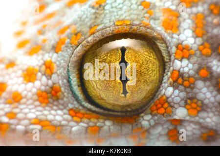 Gros plan de l'oeil d'un gecko tokay Banque D'Images