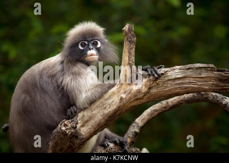 Visage de dusky leaf monkey en désert Banque D'Images