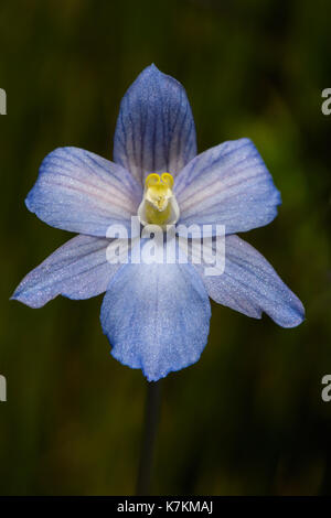 Thelymitra cyanea flower Banque D'Images