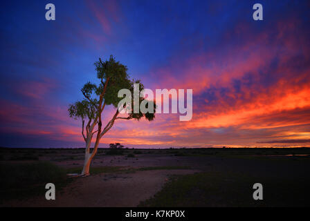 Les gum tree au coucher du soleil, parc national de bladensberg winton, l'ouest du Queensland Banque D'Images