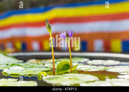 Une fleur de lotus pourpre fleurit avec un drapeau bouddhiste dans l'arrière-plan de Chiang Mai, Thaïlande. Banque D'Images