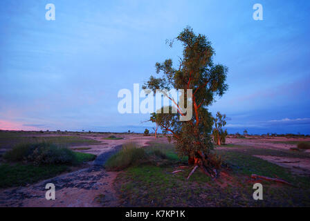 Les gum tree au coucher du soleil, parc national de bladensberg winton, l'ouest du Queensland Banque D'Images