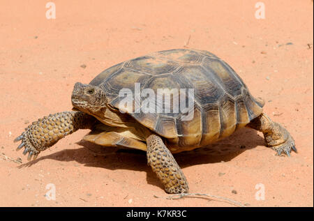 La tortue du désert Banque D'Images