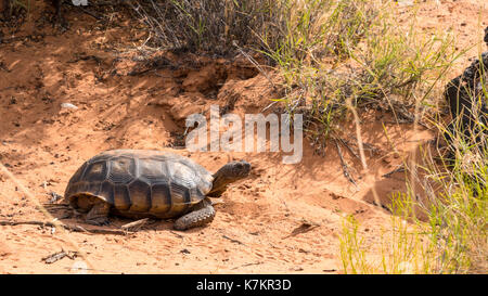 La tortue du désert Banque D'Images