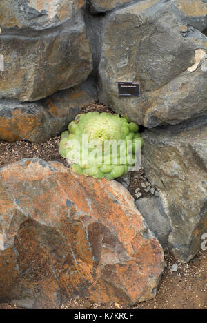 Aeonium tabuliforme crassulaceae plante Banque D'Images