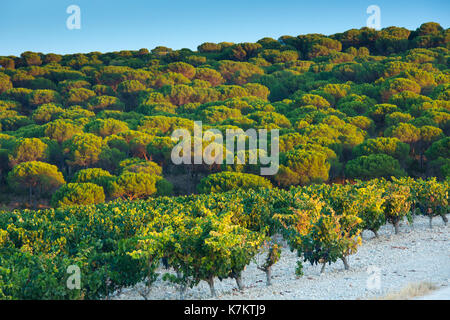 Pins et vignes dans la production de vin Ribera del Duero, Valladolid, Espagne Banque D'Images