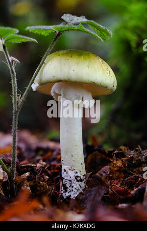 La mort infâme Pac, Amanita phalloides, est reconnue pour causer de nombreux décès dans toute l'Europe et le monde entier chaque année. Banque D'Images