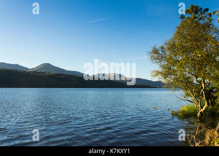 L'eau comme les ombres du soir de Coniston commencent à se former au milieu des arbres ci-dessous coniston fells avec le vieil homme de Coniston passant à ses 803 mètres (2 634 pieds) Banque D'Images