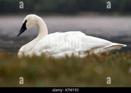 Cygne trompette (Cygnus buccinator) - La lagune Esquimalt, Victoria, île de Vancouver, Colombie-Britannique, Canada Banque D'Images