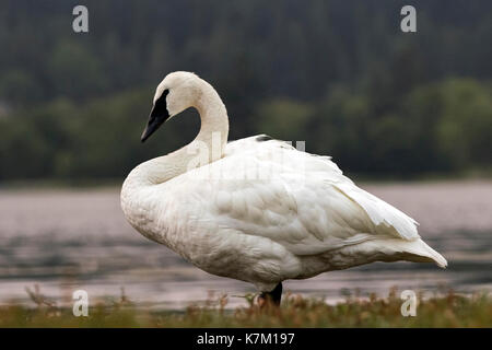 Cygne trompette (Cygnus buccinator) - La lagune Esquimalt, Victoria, île de Vancouver, Colombie-Britannique, Canada Banque D'Images