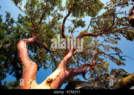Arbousier (Arbutus menziesii) - parc régional East Sooke, Sooke, île de Vancouver, Colombie-Britannique, Canada Banque D'Images
