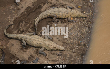 Les crocodiles baignaient à herradura river (Costa Rica) Banque D'Images