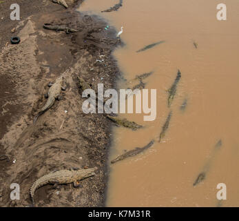 Egret, debout au milieu des crocodiles Banque D'Images