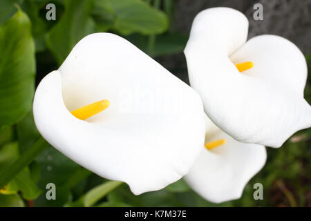 Groupe de calla fleurs dans le jardin. lys blanc. Banque D'Images