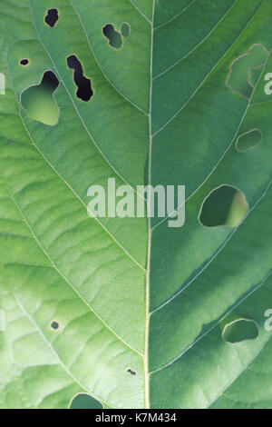 Feuille verte d'insectivores pour concevoir la nature idée dans votre travail. Banque D'Images