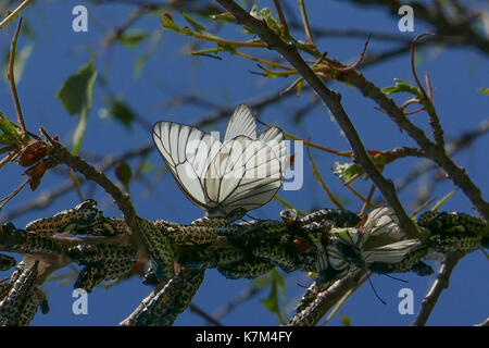 Aporia crataegi papillons blanc veiné noir couver et prendre son envol à partir de branches d'arbre à Otaru. Japon photos de contre-jour d'ailes et les branches Banque D'Images