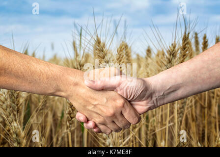 Poignée d'agriculteurs au cours de la récolte de blé. L'exploitation agricole. Banque D'Images