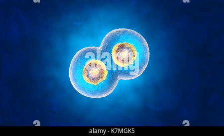 Rendu 3D illustration de la mitose et de la réplication d'une cellule biologique générique. Banque D'Images