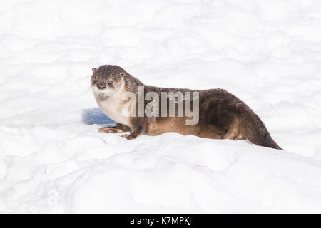 Une loutre du Canada à la fin de l'hiver. Banque D'Images