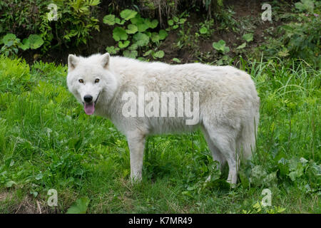 Vue d'un loup arctique. Banque D'Images