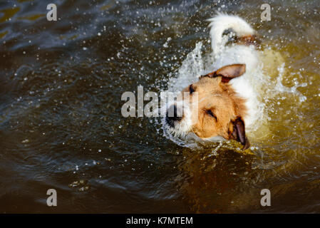 Secouant chien dans l'eau (high angle view) Banque D'Images