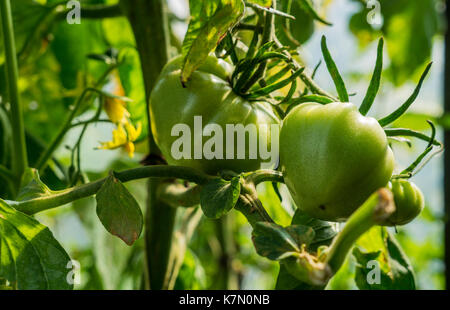De tomates vertes sur un buisson Banque D'Images