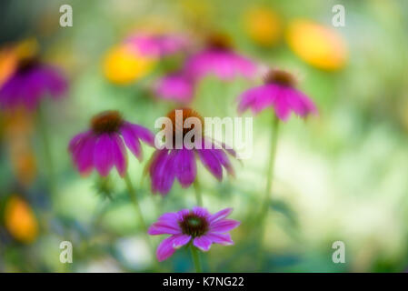 Soft focus yellow flowers background Banque D'Images