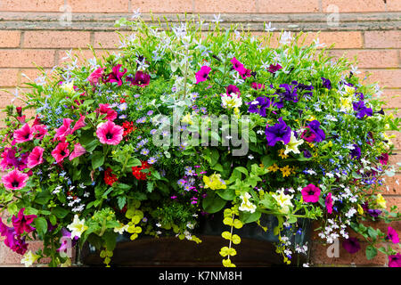 Grand mur panier avec variété de fleurs rose et bleu de fuite. Banque D'Images