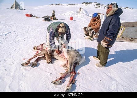 Skins aîné inuit caribou fraîchement tué. il a été chassé en traîneaux à chiens en utilisant le traîneau (kamatik ou qamutiik), représenté à l'arrière-plan. Banque D'Images