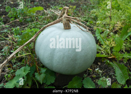 Bleu pâle 'Crown Prince' Pumpkin en croissance. Banque D'Images