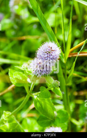 Mentha aquatica menthe aquatique, Banque D'Images