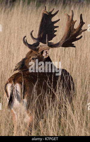 Cerf daim mature avec marquages brun foncé et un bel ensemble de bois. à à un étourneau assis sur son dos. Bushy Park, Londres, UK. Banque D'Images