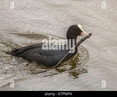 Une foulque fulica atra, traverser l'eau avec une brindille pour la construction du nid. Banque D'Images