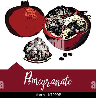 Hand drawn vector illustration d'une grenade Illustration de Vecteur