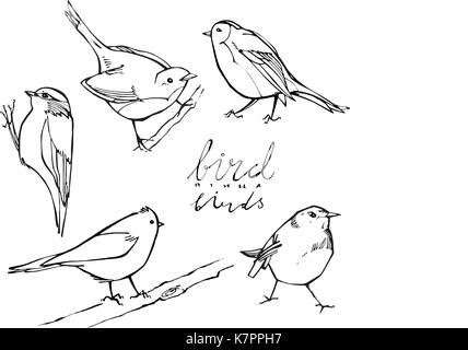 Oiseaux graphique sur fond blanc Illustration de Vecteur