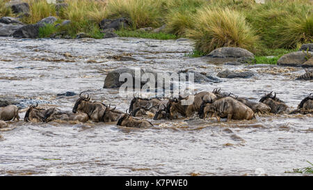 Troupeau de gnous traversant la rivière Mara, dans la région de Mara triangle, Kenya Banque D'Images