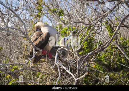 Bobby à pieds rouges (Sula sula) paire nichant sur l'île de Genovesa, îles Galapagos, Equateur Banque D'Images