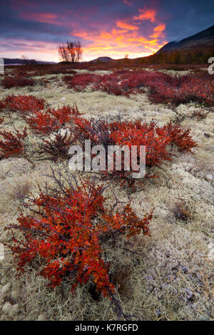 Lever du soleil à l'automne nature Fokstumyra réserver, Dovre, la Norvège. Dans l'avant-plan est le petit arbre bouleau glanduleux (Betula nana. Banque D'Images