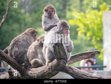 Les singes de la neige à regarder les visiteurs du zoo Banque D'Images