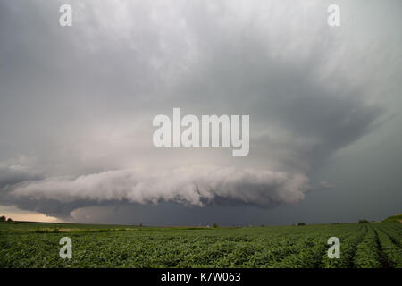 Un orage supercellulaire orage tourne dans le ciel sur un champ de haricots dans l'Iowa. Banque D'Images