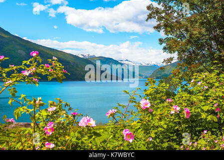 Roses et d'une montagne à l'Lustrafjorden, une partie de la le Sognefjorden, Norvège, Scandinavie Banque D'Images