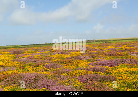 Domaine de près de couleur à Cornwall pendower cove Banque D'Images