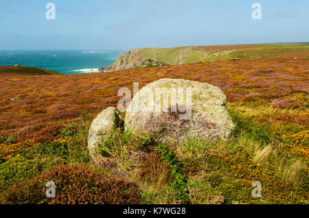 La bruyère et l'ajonc près de West cornwall pendower cove dans Banque D'Images