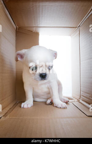 Chiot triste en boîte de carton. tristesse, solitude, problèmes de socialisation et d'abri theme Banque D'Images